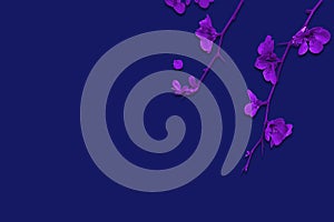 Elegant dark blue background with delicate purple flowers