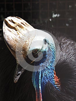 Elegant Dashing Exotic Southern Cassowary.