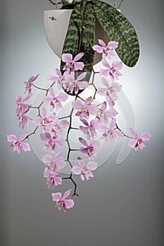 Elegant delicate natural orchid phalaenopsis schilleriana blooms at home. Home and garden flowers