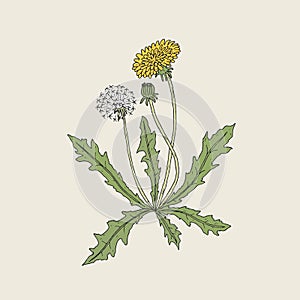 Elegant detailed drawing of dandelion plant with yellow flower, seed head and bud growing on stem and leaves. Beautiful