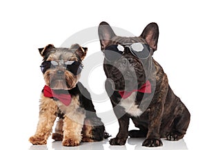 Elegant dog couple wearing sunglasses and bowties sitting