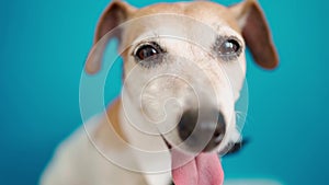 Elegant Dog with tie and white collar close up portrait. Bright blue background.