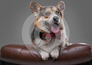 Elegant doggy with bowtie lying on leather chair