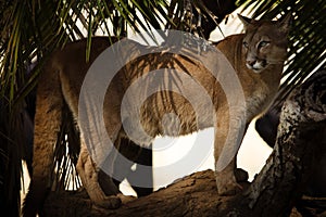 The elegant domain of the Mountain Lion.