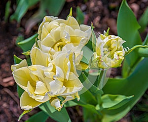 Elegant double Creme Upstar tulips