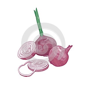 Elegant drawing of cut and whole red onion. Fresh organic ripe raw vegetable, cultivated crop or vegetarian product hand
