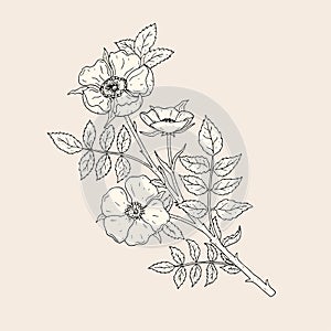 Elegant drawing of dog rose flowers with stem and leaves. Beautiful wild flowering plant hand drawn with contour lines