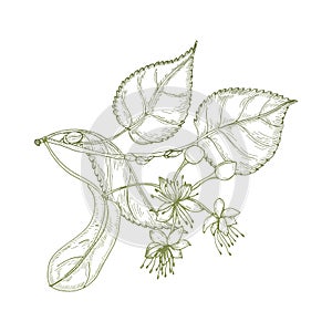 Elegant drawing of linden leaves, beautiful blooming flowers or inflorescence and buds. Plant used in phytotherapy hand photo