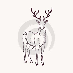 Elegant drawing of standing male deer, reindeer, hart or stag with beautiful antlers. Adorable wild ruminant animal hand