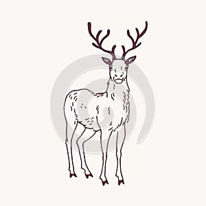 Elegant drawing of standing male deer, reindeer, hart or stag with beautiful antlers. Adorable wild ruminant animal hand photo