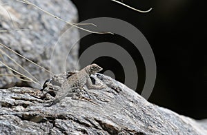 Elegant Earless Lizard