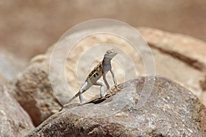 Elegant Earless Lizard, Holbrooki elegans basking on rock in Arizona Desert