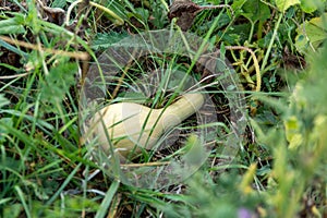 Elegant Emergence: Young Ornamental Pumpkin in Summer\'s Glow