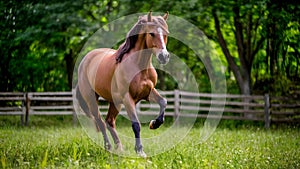 Elegant Equine Poise amidst Verdant Pasture. Concept Equestrian, Elegance, Equine, Horses, Pasture