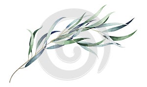 Elegant eucalyptus branch isolated on white background. Watercolor illustration.