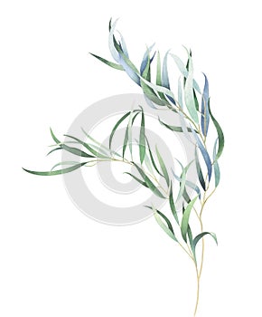 Elegant eucalyptus branch isolated on white background. Watercolor illustration.