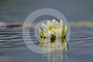 Elegant European white waterlily Nymphaea alba