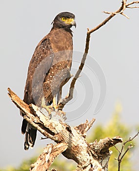 An Elegant Face of Crested Serpent-Eagle on The Tree