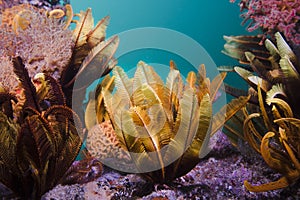 Elegant Feather star