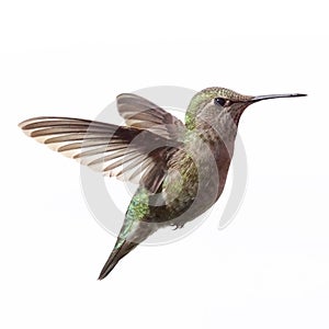 An elegant female Anna`s Hummingbird caught while flying isolated with a white background