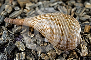 Elegant Ficus Gracilis Shell Nature\'s Intricate Ocean Art photo