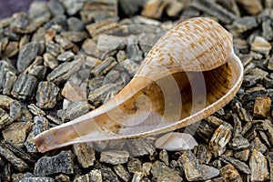 Elegant Ficus Gracilis Shell Nature\'s Intricate Ocean Art photo