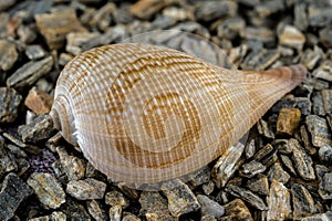 Elegant Ficus Gracilis Shell Nature\'s Intricate Ocean Art photo