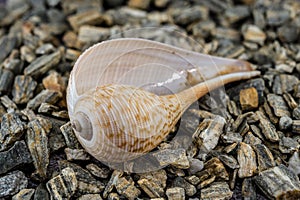 Elegant Ficus Gracilis Shell Nature\'s Intricate Ocean Art photo
