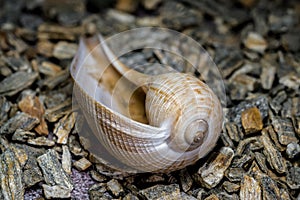 Elegant Ficus Gracilis Shell Nature\'s Intricate Ocean Art photo