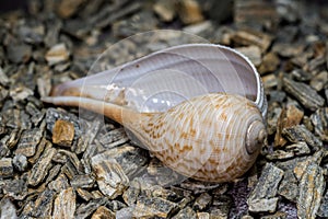 Elegant Ficus Gracilis Shell Nature\'s Intricate Ocean Art photo