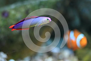 Elegant firefish photo