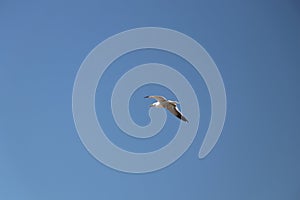 The elegant flight of seagulls
