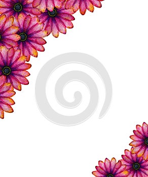 Elegant floral frame design in vibrant pink and purple hues, hand drawn botanical illustration for mothers day, cards invitation