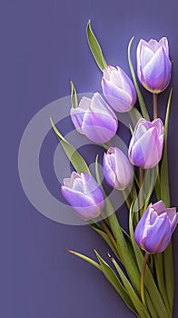 Elegant flower arrangement Purple tulip bouquet on veri peri background