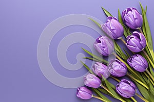 Elegant flower arrangement Purple tulip bouquet on veri peri background