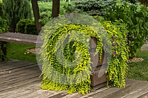 An elegant flower bed with climbing plants in the interior of the garden. Stylish green decoration