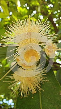 Elegant Flower of Java Apple Fruit Tree