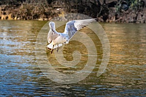 A elegant flying bird looking straight over the water surface.