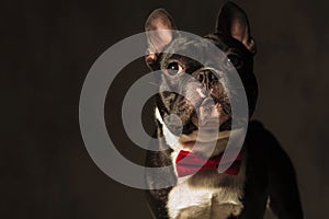 Elegant french bulldog puppy wearing red bow tie posing
