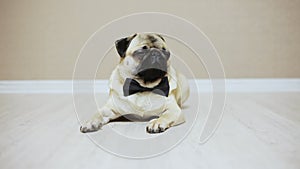 An elegant funny pug dog lies dressed in a bow tie for a wedding or as an office worker