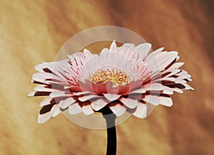 Elegant gerbera flower