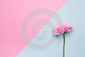 Elegant gerbera flower on Minimal geometrical paper background. Happy Mother`s Day or Birthday card blank