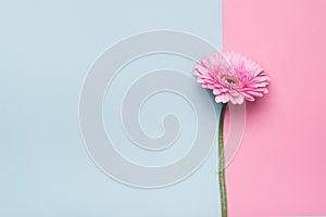 Elegant gerbera flower on Minimal geometrical paper background. Happy Mother`s Day or Birthday greeting card