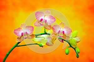 Elegant golden pink orchids on colorful background