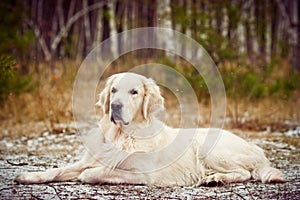 Elegant golden retriever dog lying in winter forest