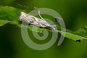 Elegant Grass-veneer - Microcrambus elegans