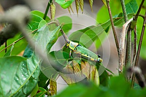 Elegant Grasshopper. s also called a rainbow locust