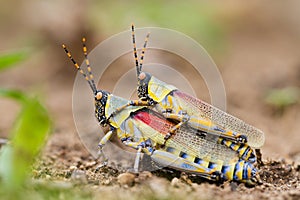 Elegant grasshoppers