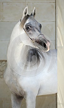 Elegant gray arabian horse