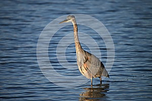 An elegant Great Blue Heron bird walks in a shallow river